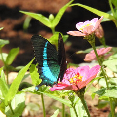 Papilio crino