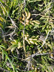 Thesium frisea frisea