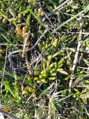 Thesium frisea frisea