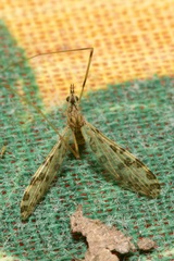 Ilisia maculata