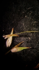 Carex scoparia