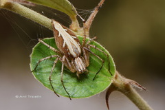 Oxyopes
