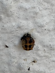 Harmonia axyridis