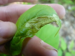 Aulagromyza orbitalis