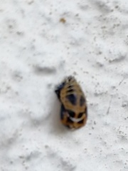 Harmonia axyridis
