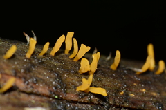Calocera sinensis