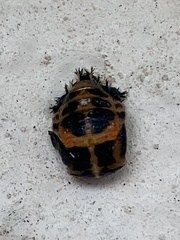 Harmonia axyridis