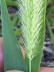 Setaria