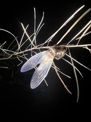 Diceroprocta apache