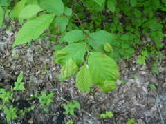 Taphrina virginica