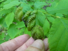 Taphrina virginica