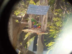 Trichoglossus moluccanus moluccanus