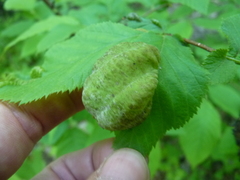 Taphrina virginica