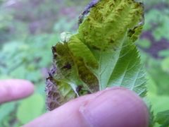 Taphrina virginica