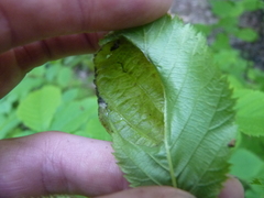 Taphrina virginica
