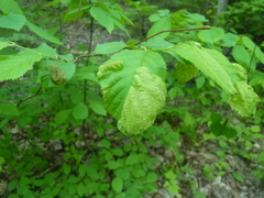 Taphrina virginica