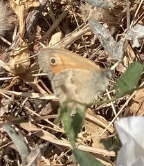 Coenonympha