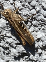 Chorthippus maritimus maritimus