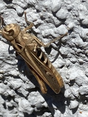 Chorthippus maritimus maritimus