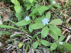 Lysimachia europaea