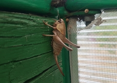 Pholidoptera dalmatica