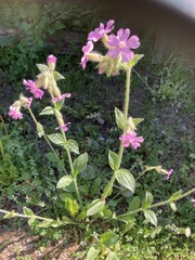 Silene dioica