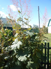 Macleaya microcarpa