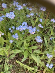 Myosotis
