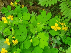 Chelidonium majus