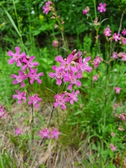 Viscaria vulgaris