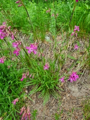 Viscaria vulgaris