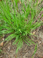 Viscaria vulgaris