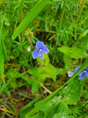 Veronica chamaedrys