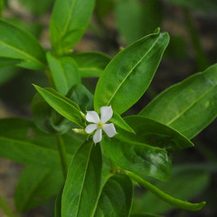 Catharanthus pusillus