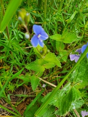 Veronica chamaedrys