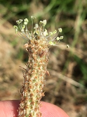 Plantago lanceolata