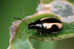 Phyllotreta tetrastigma