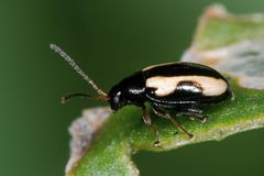 Phyllotreta tetrastigma