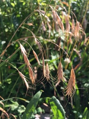Chasmanthium latifolium