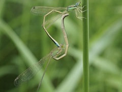 Ischnura asiatica
