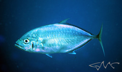 Craterognathus plagiotaenia