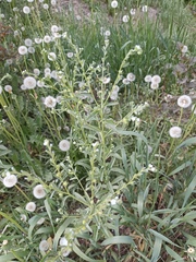 Lappula consanguinea