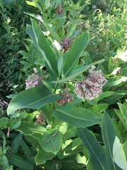 Asclepias syriaca