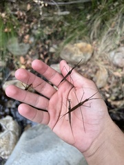 Ranatra quadridentata