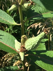 Asclepias syriaca
