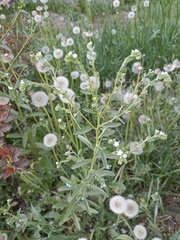 Lappula consanguinea