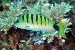 Lutjanus semicinctus