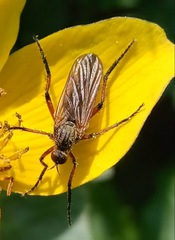 Empis opaca