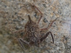 Laccotrephes japonensis