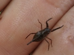 Laccotrephes japonensis